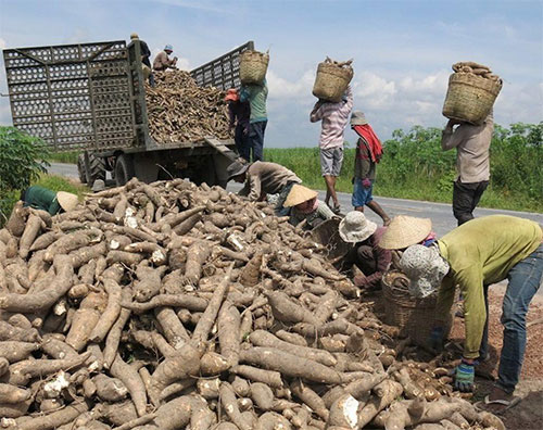Cassava production and export need to be considered